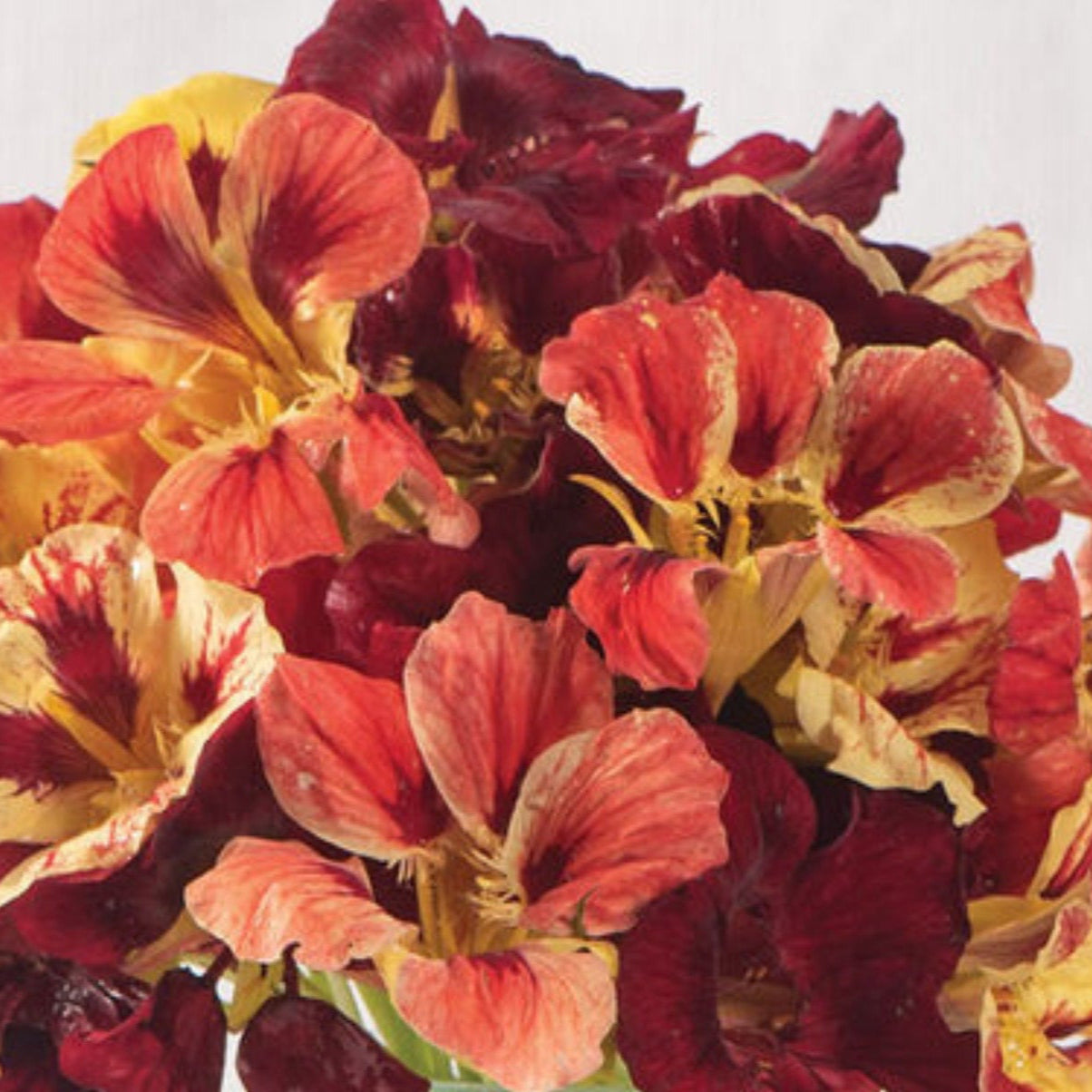 Nasturtium Seeds - Bloody Mary