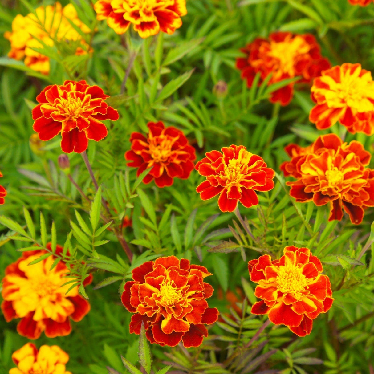 Marigold Seeds - Petite Mix