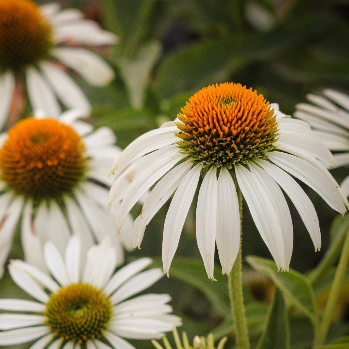 Echinacea Seeds - White Swan