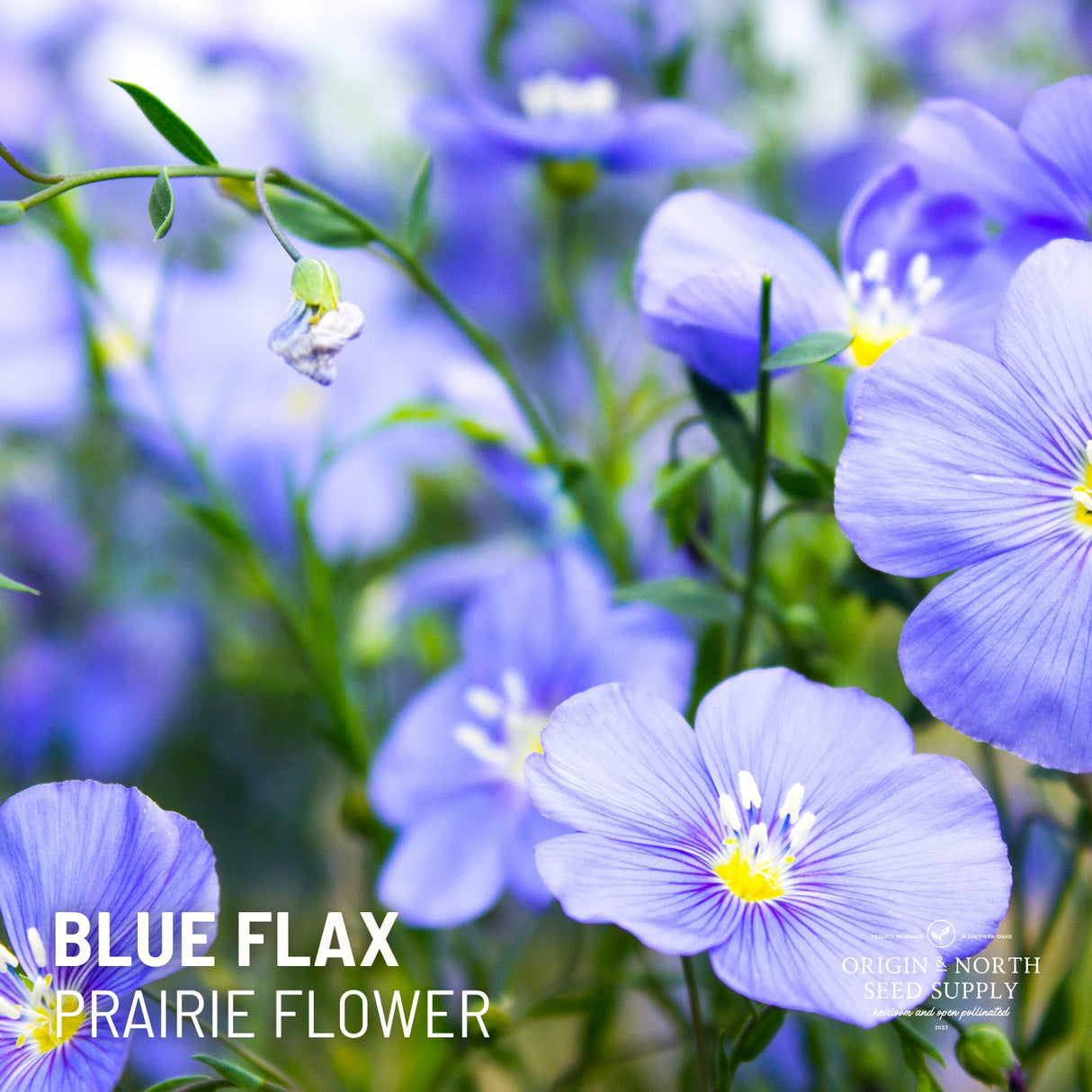 Blue Flax Prairie Seeds