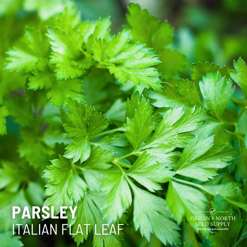 Parsley Italian Flat Leaf x 100 Seeds