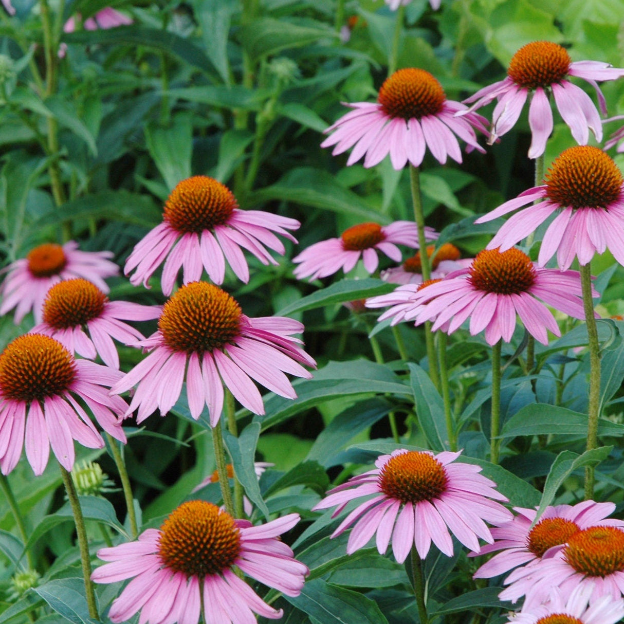 Echinacea Seeds - Purple