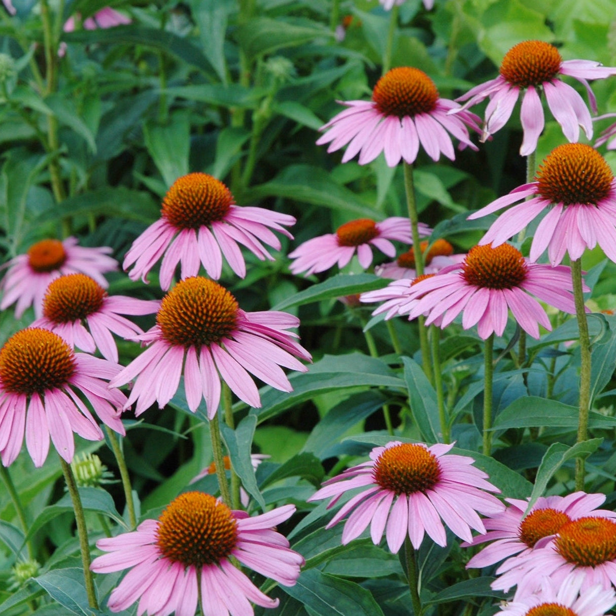Echinacea Seeds - Purple