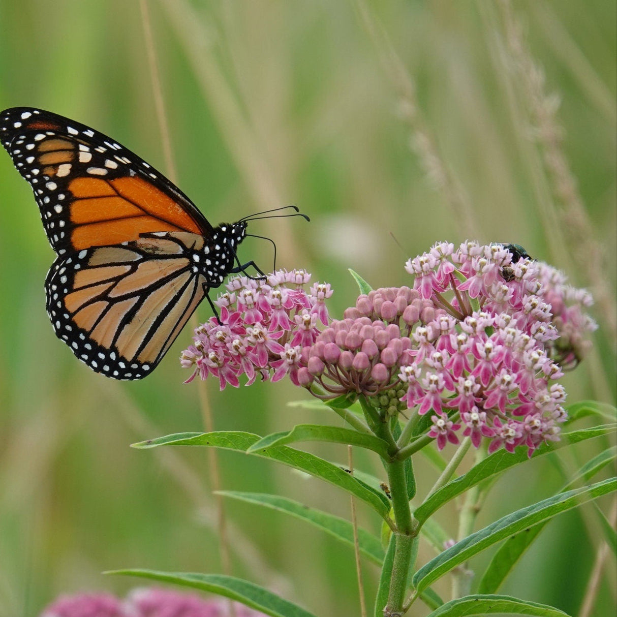 Common Milkweed Seeds