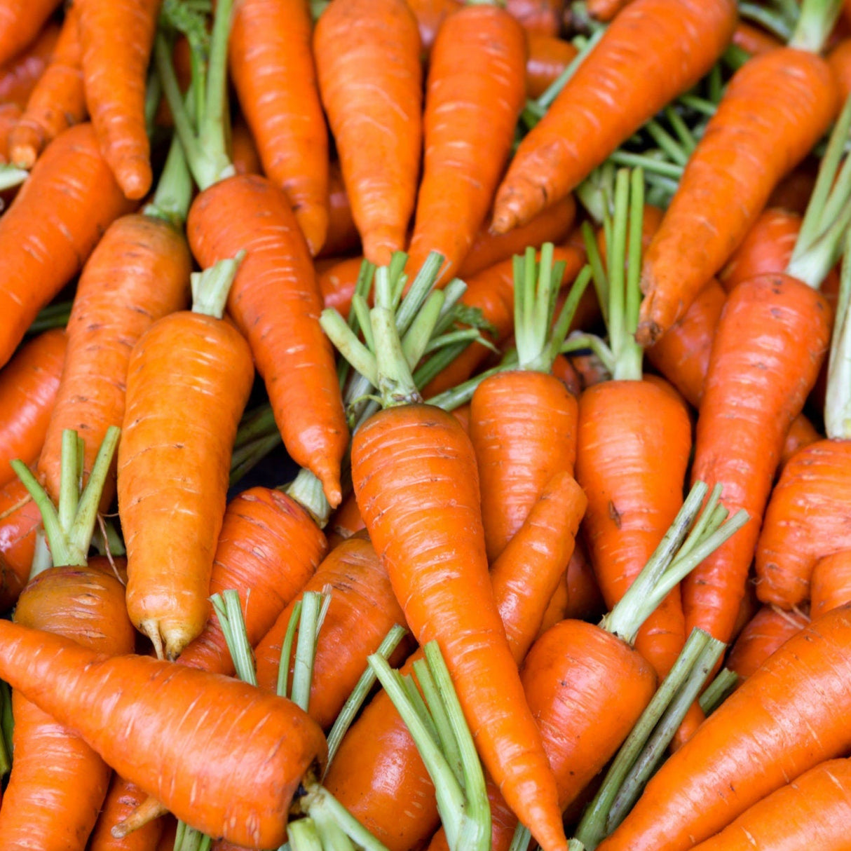 Carrot Seeds - Kuroda Shin