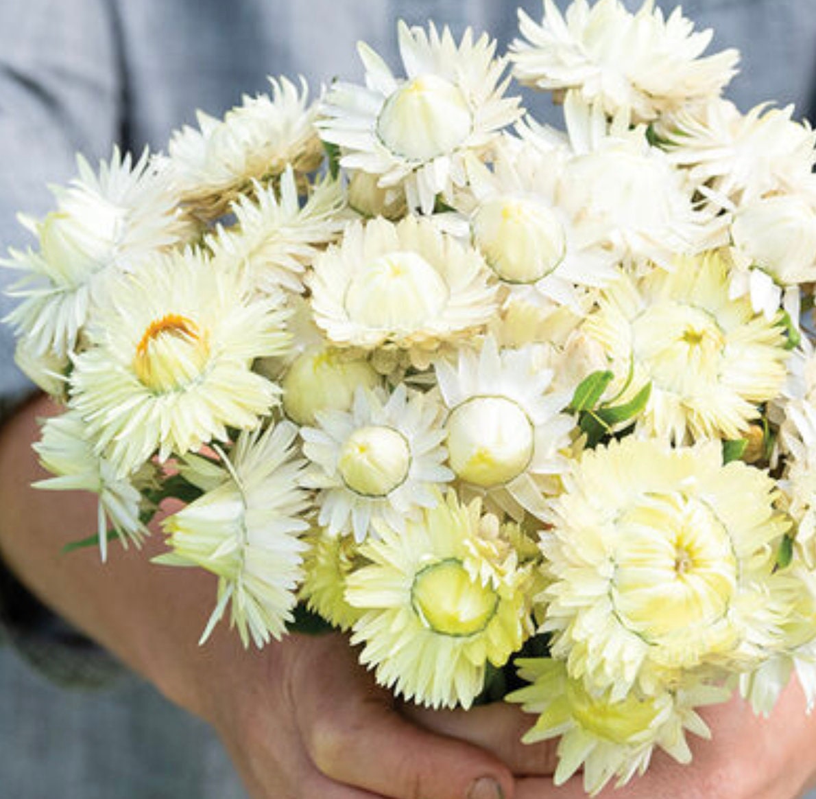 Strawflower Seeds - Creamy White