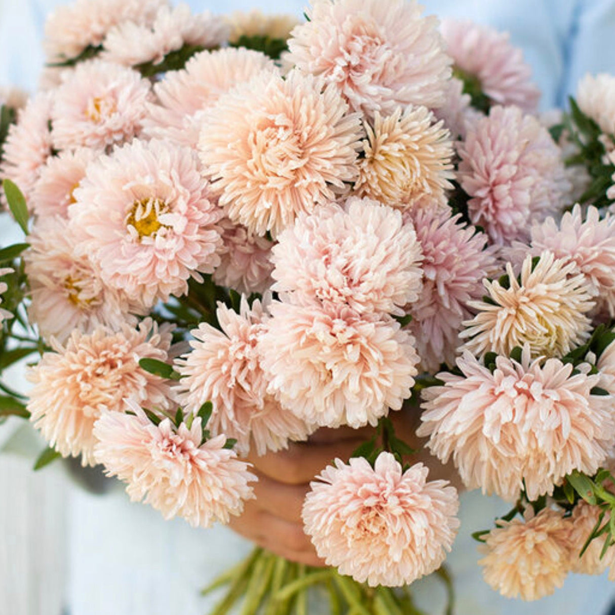 Aster Seeds - King Apricot