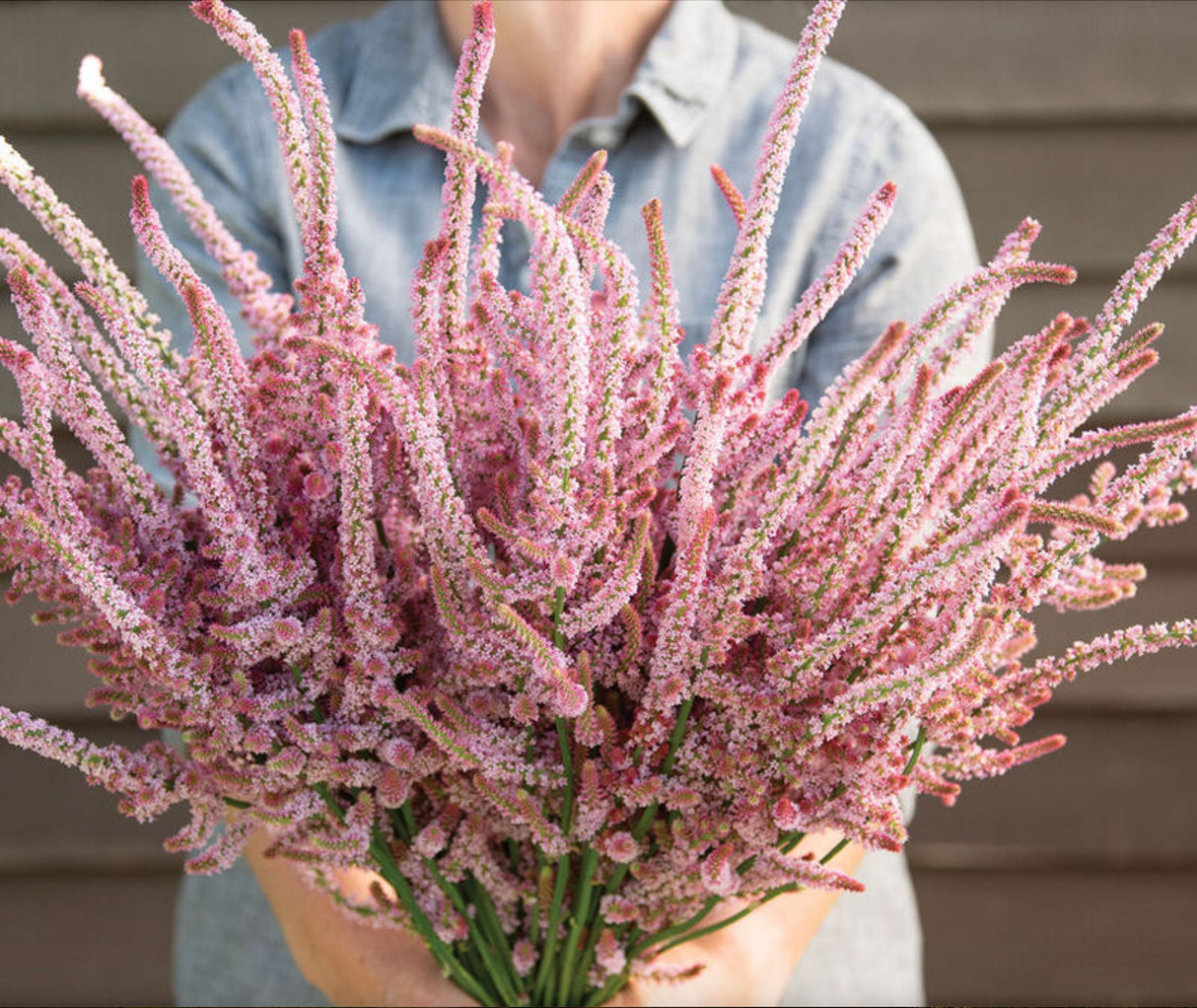 Statice Seeds - Pink Pokers