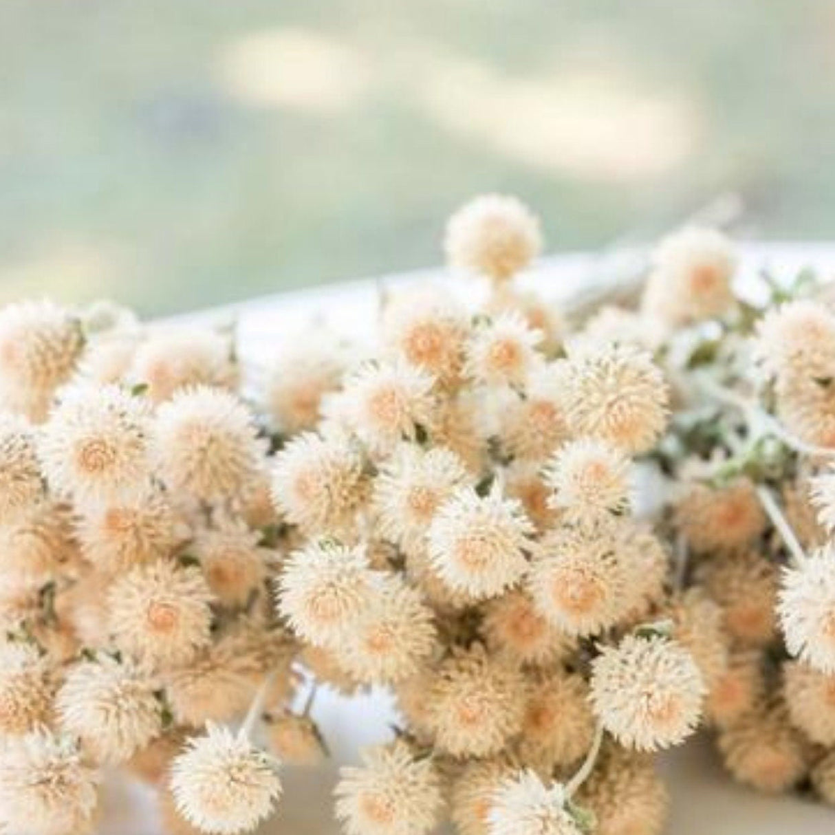 Gomphrena Seeds - Qis Cream