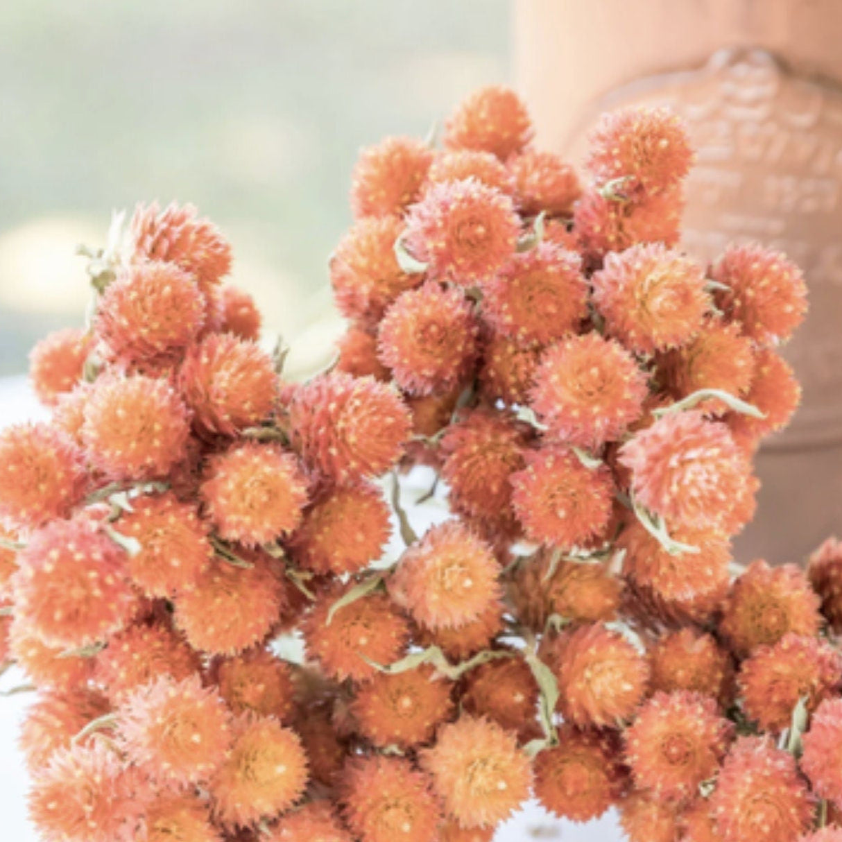 Gomphrena Seeds - Qis Salmon