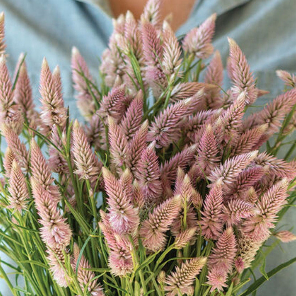 Celosia Seeds - Flamingo Feather