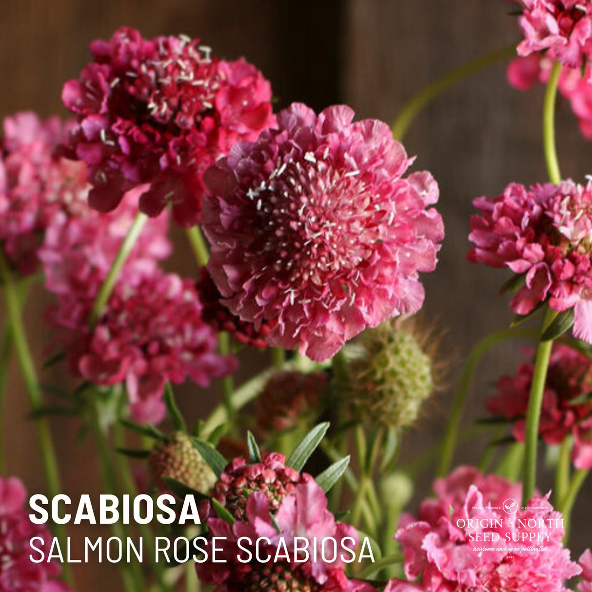 Scabiosa Seeds - Salmon Rose