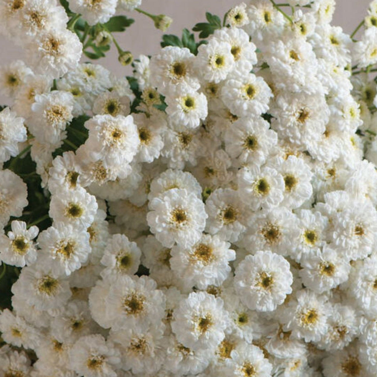 Feverfew Seeds - Tetra White