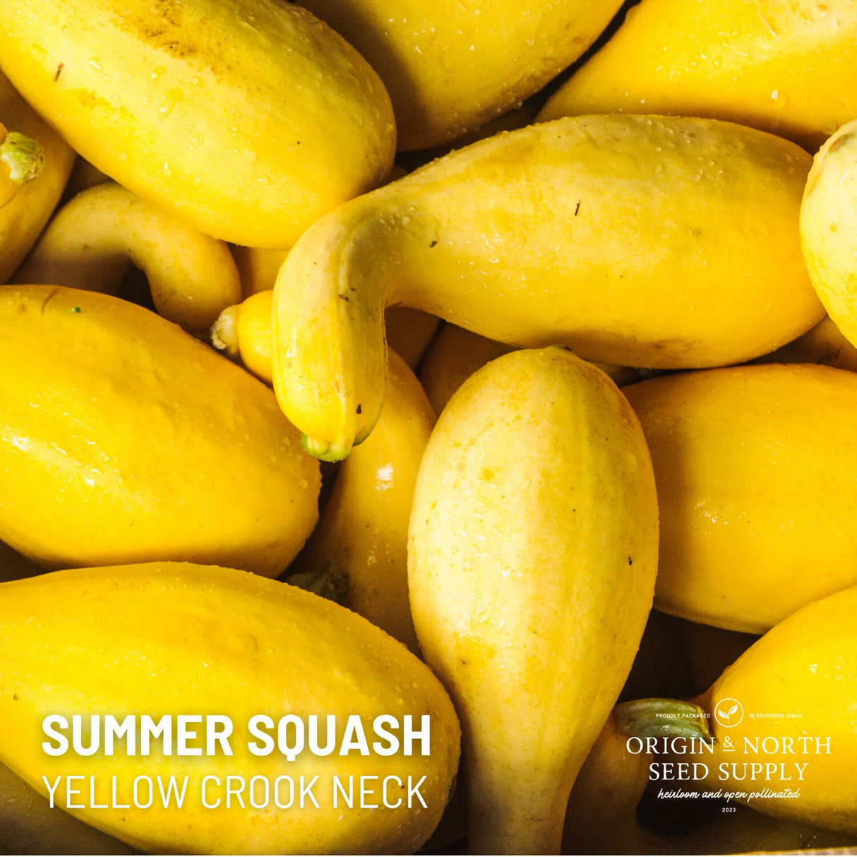 Summer Squash - Yellow Crook Neck