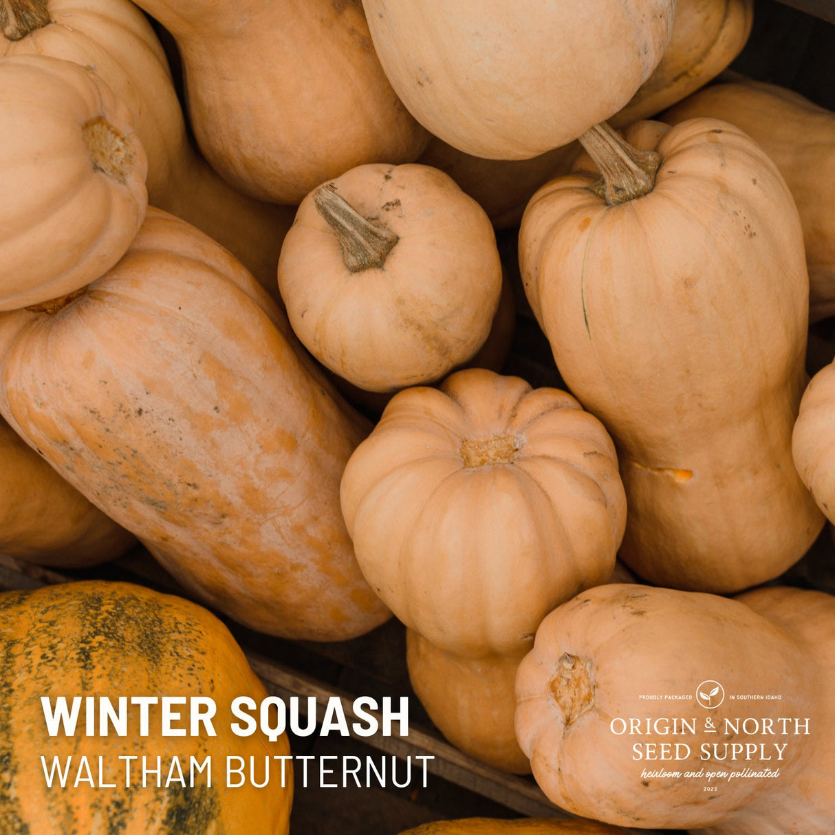 Winter Squash Seeds - Waltham Butternut