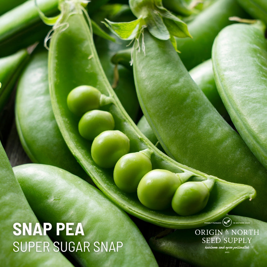 Peas Super Sugar Snap x 50 Seeds