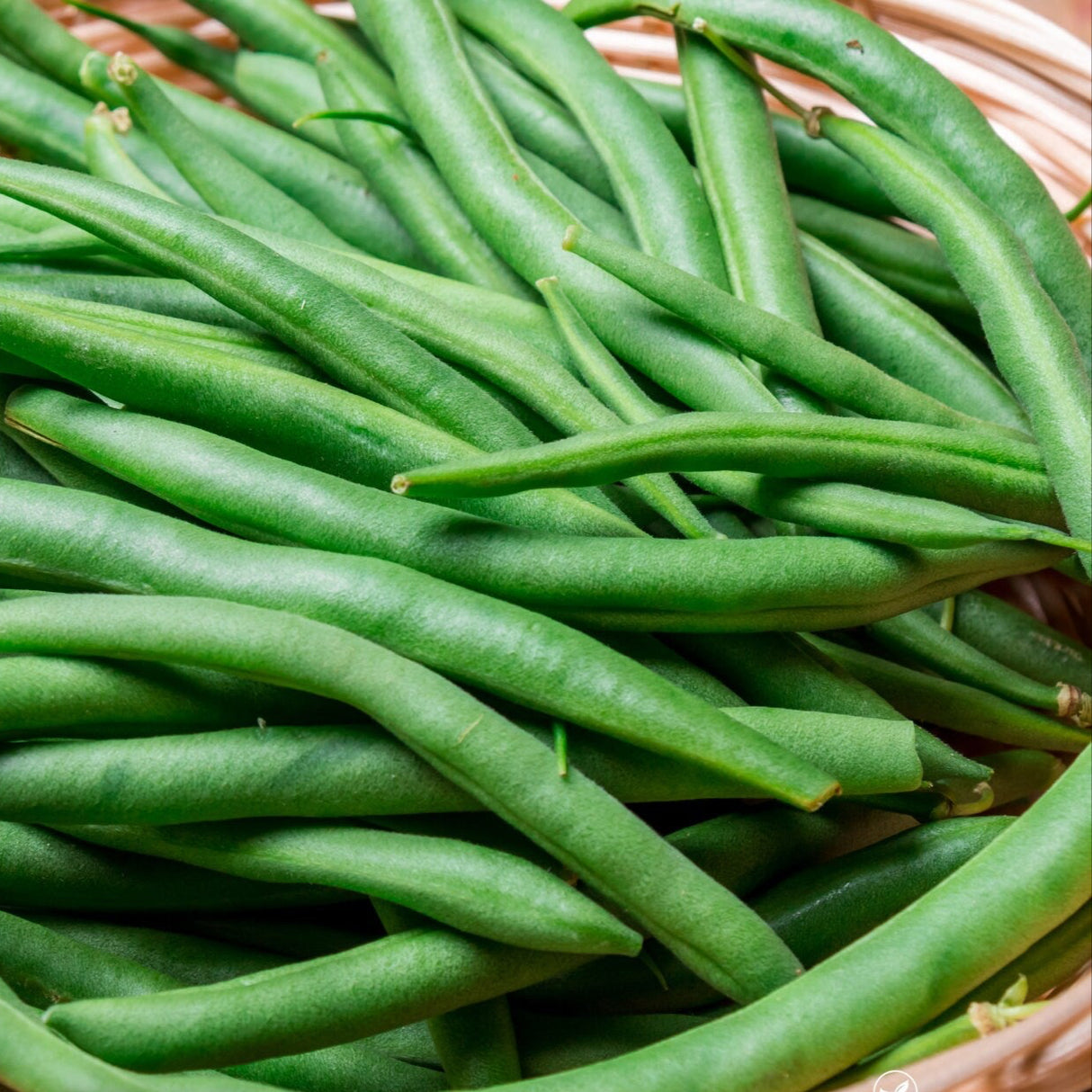 Bean Seeds - Blue Lake 274 (Bush)