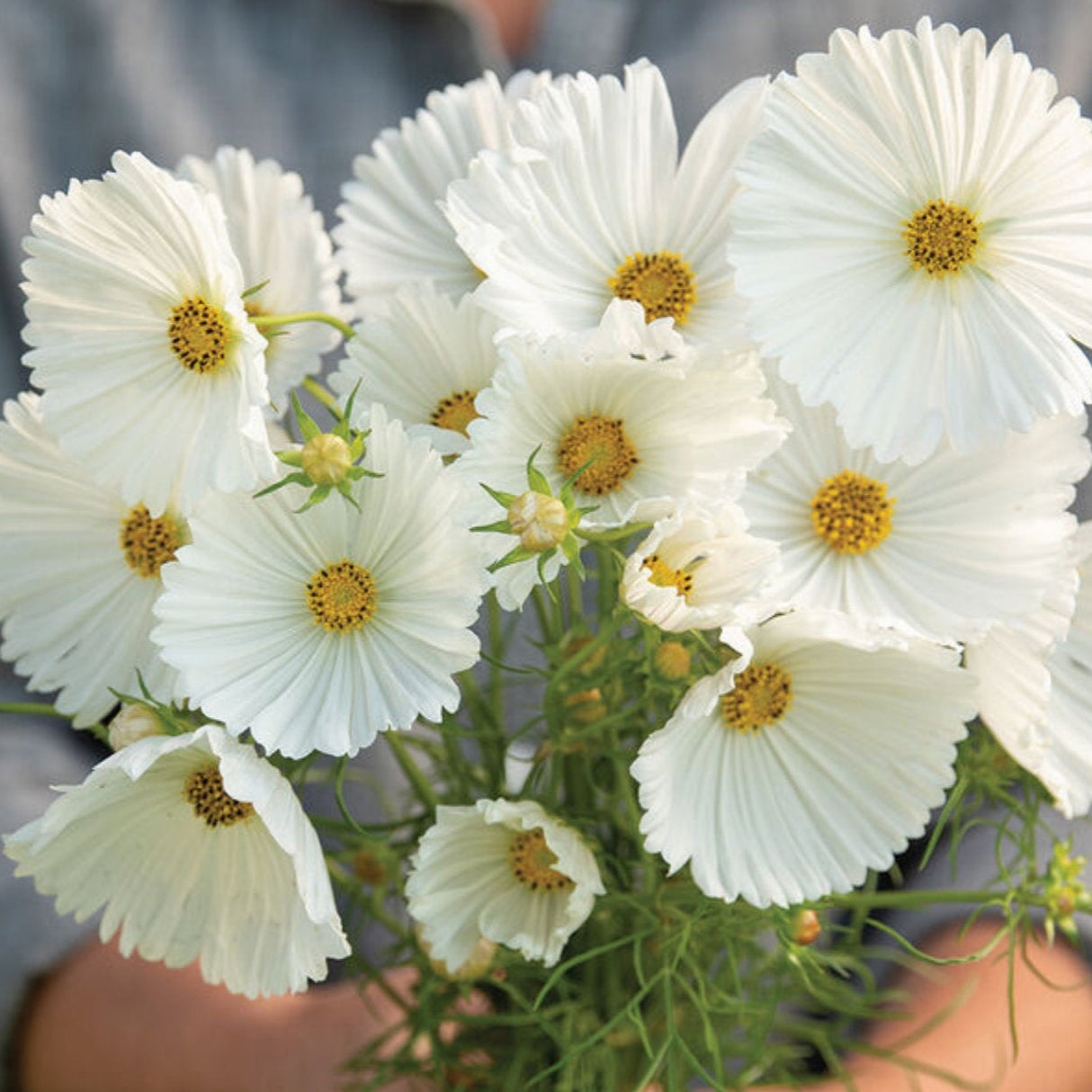 Cosmos Seeds - Cupcakes White