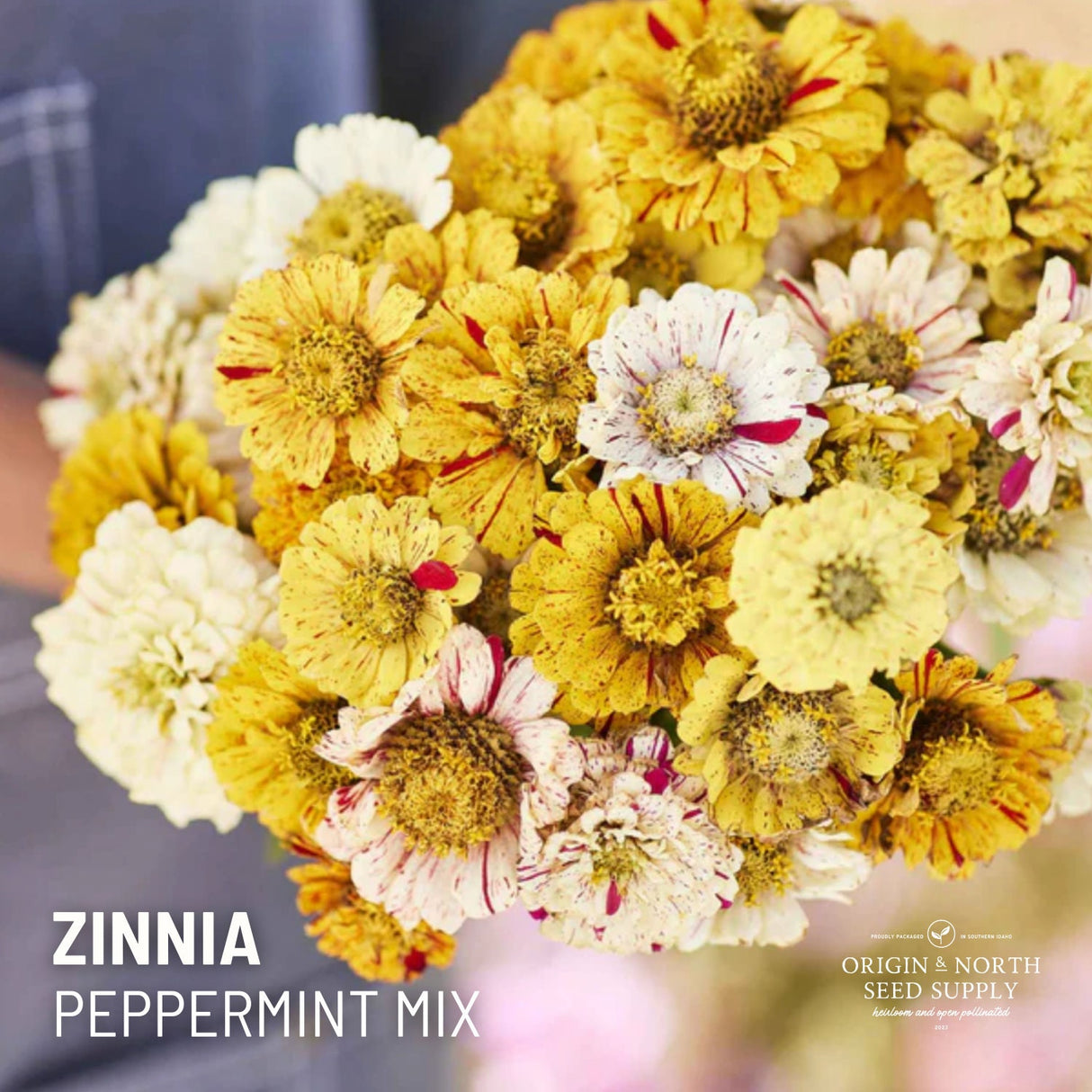 Zinnia Seeds - Peppermint Stick