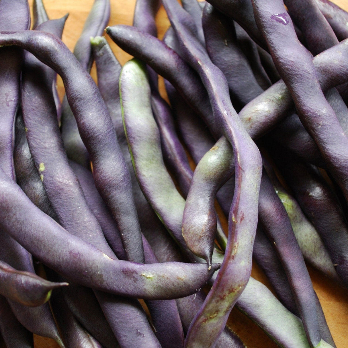 Bean Seeds - Royal Burgundy (Bush)