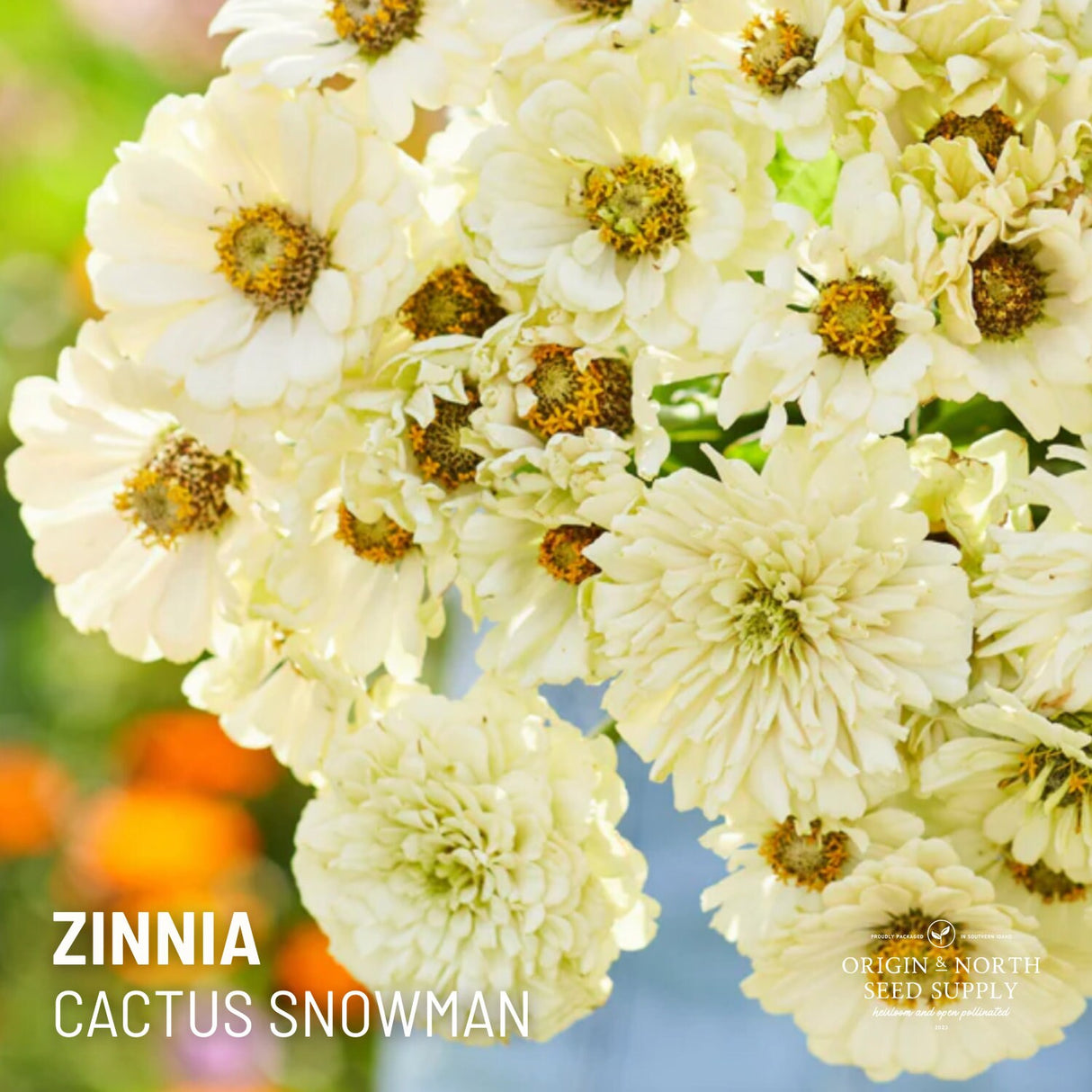 Zinnia Seeds - Cactus Snowman