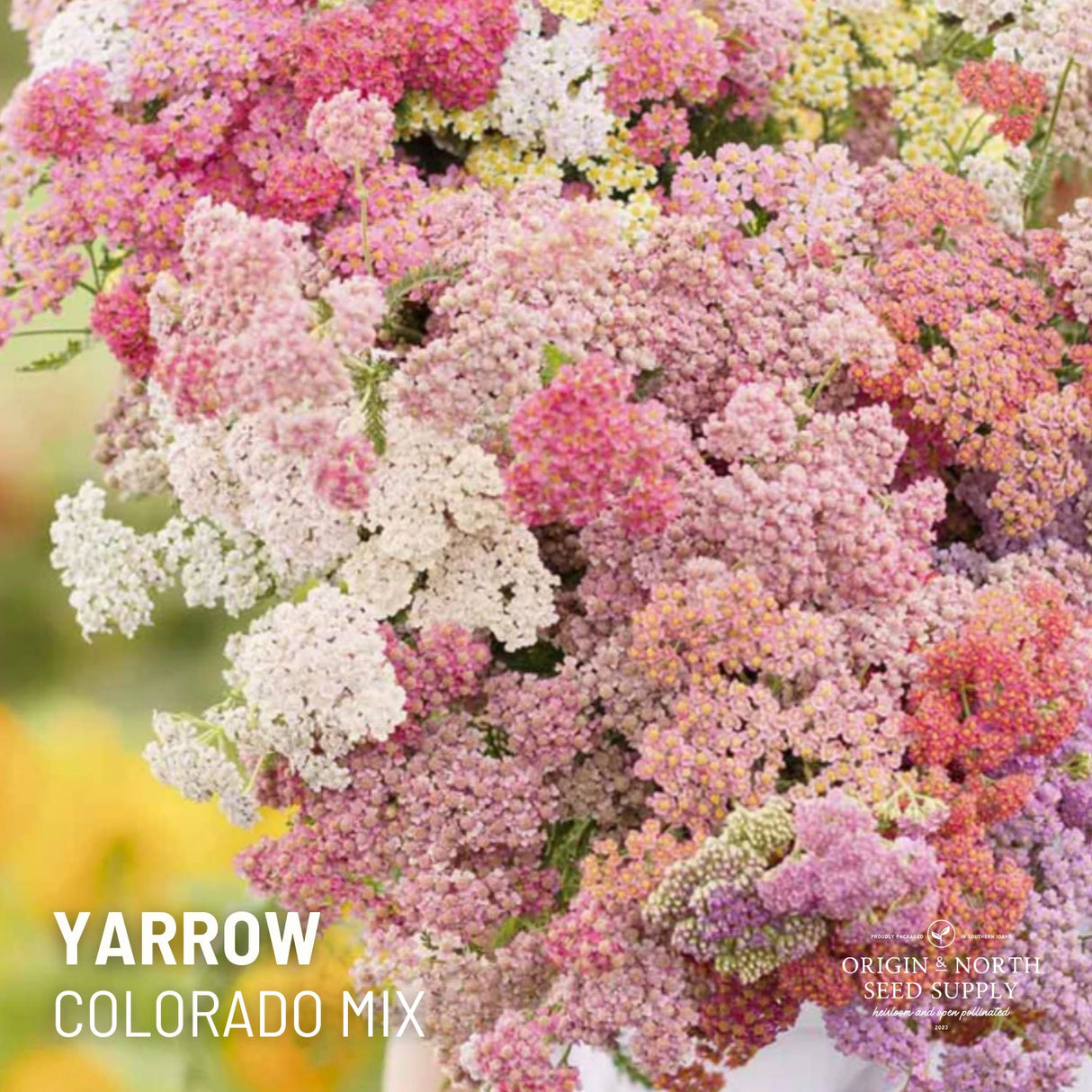 Yarrow Seeds - Colorado Mix