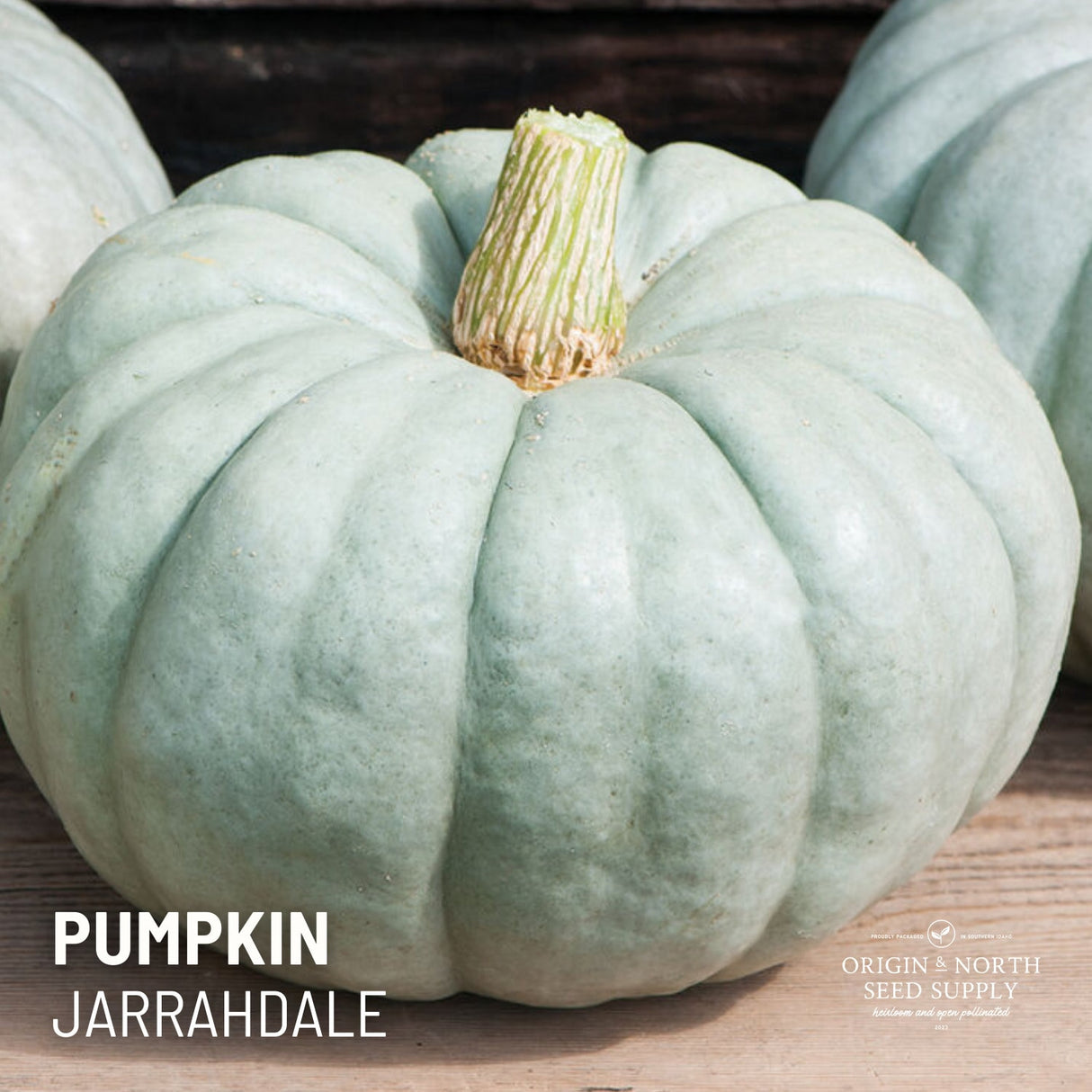 Pumpkin Seeds - Jarrahdale