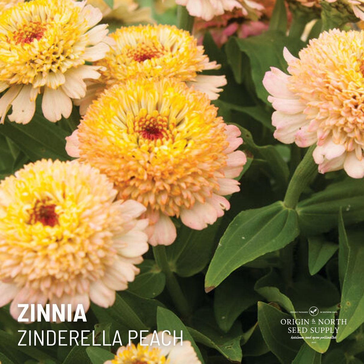 Zinnia Seeds - Zinderella Peach