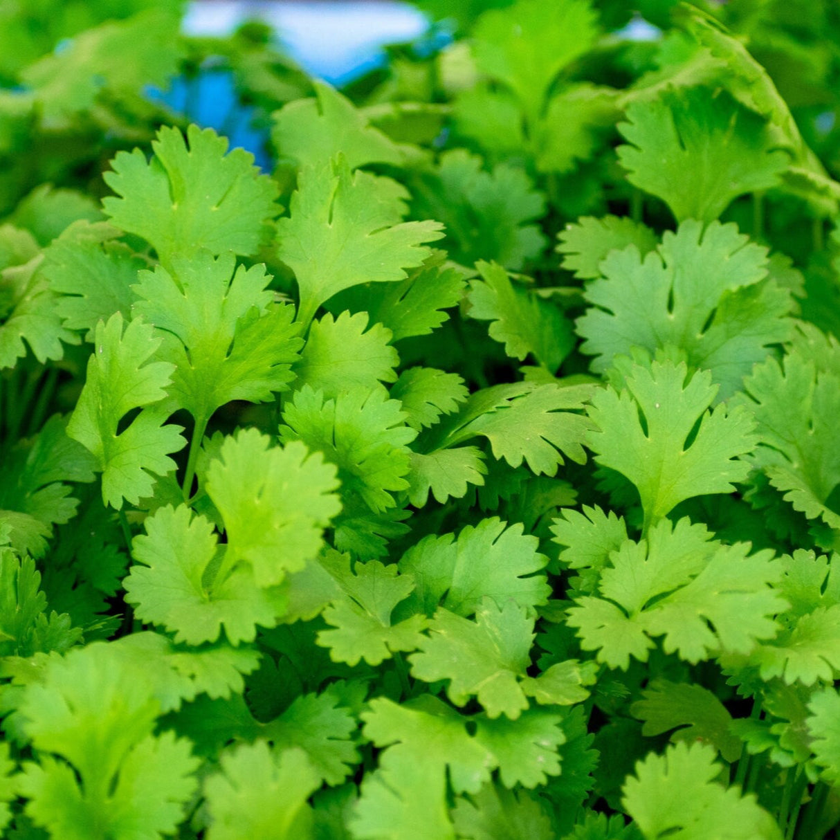 Cilantro Seeds - Slow Bolt