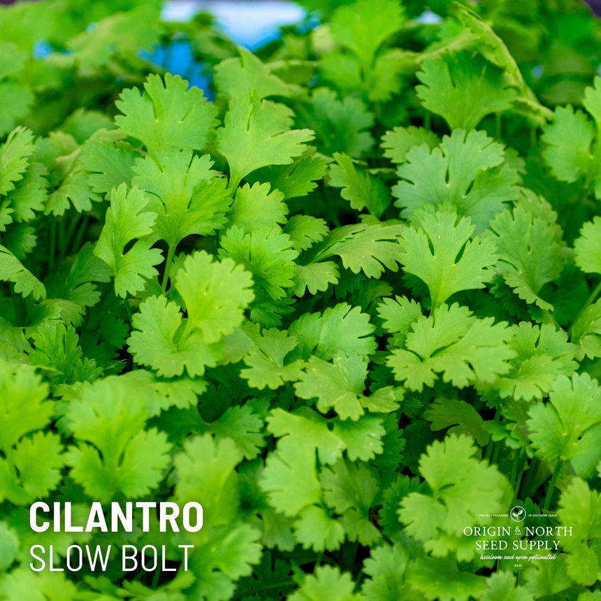 Cilantro Slow Bolt x 100 Seeds