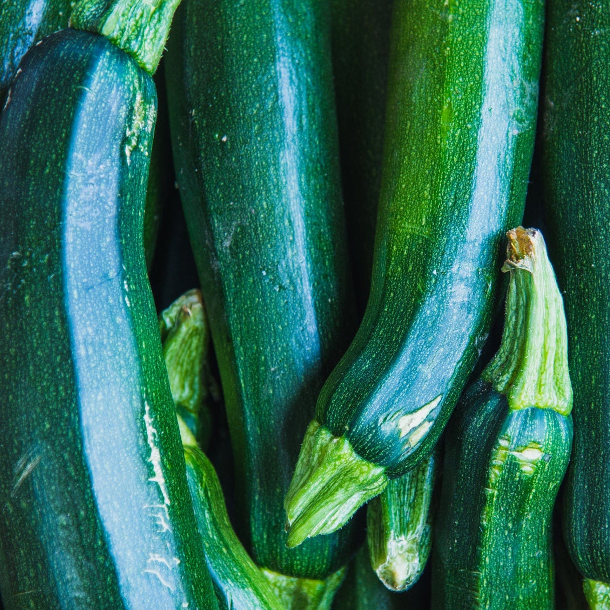 Zucchini Seeds - Black Beauty