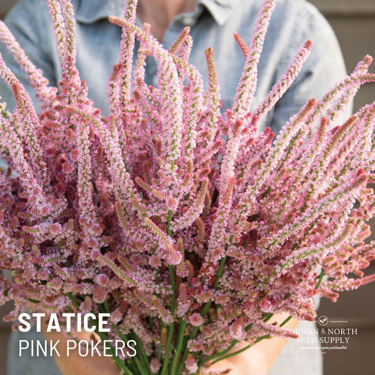 Statice Seeds - Pink Pokers