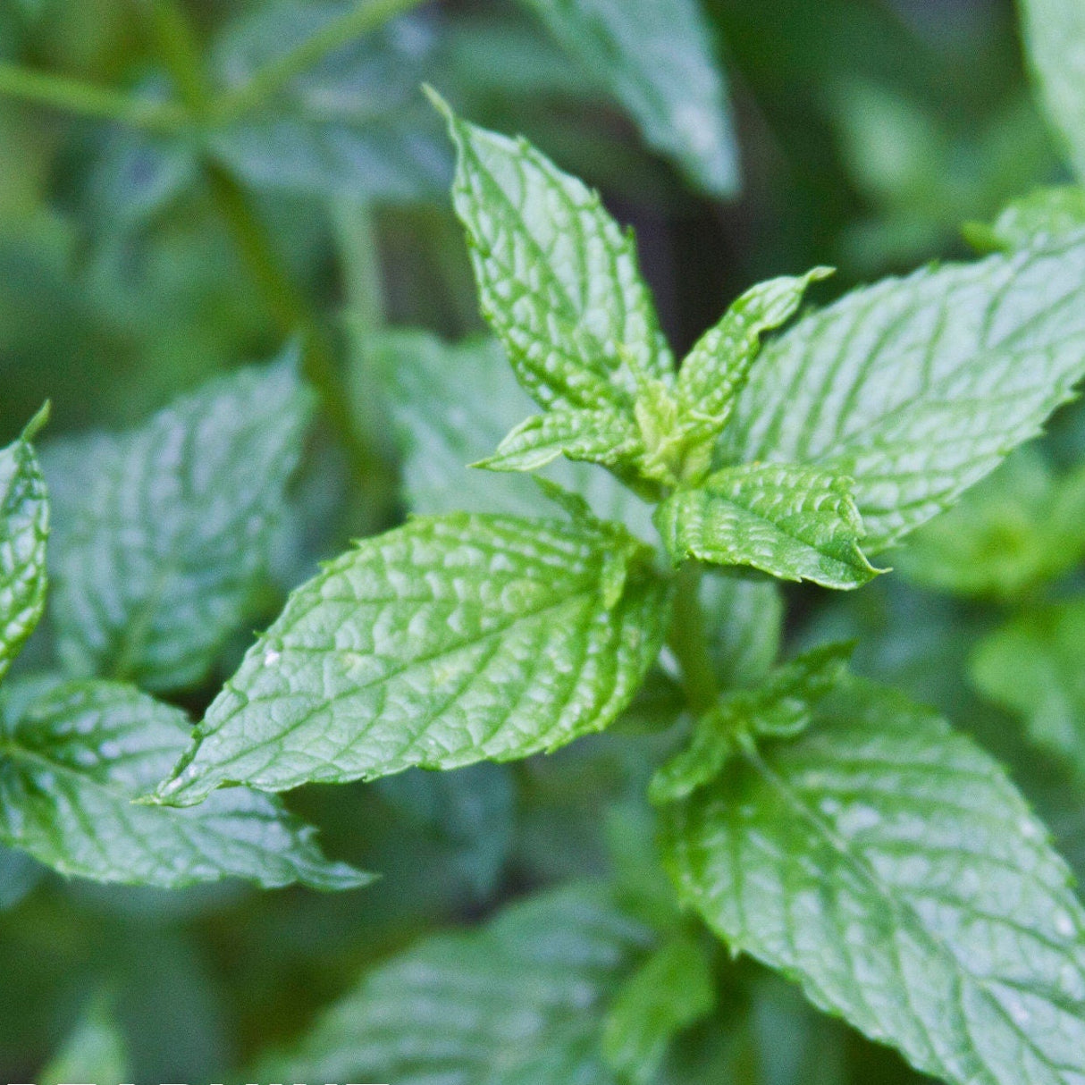 Spearmint x 100 Seeds