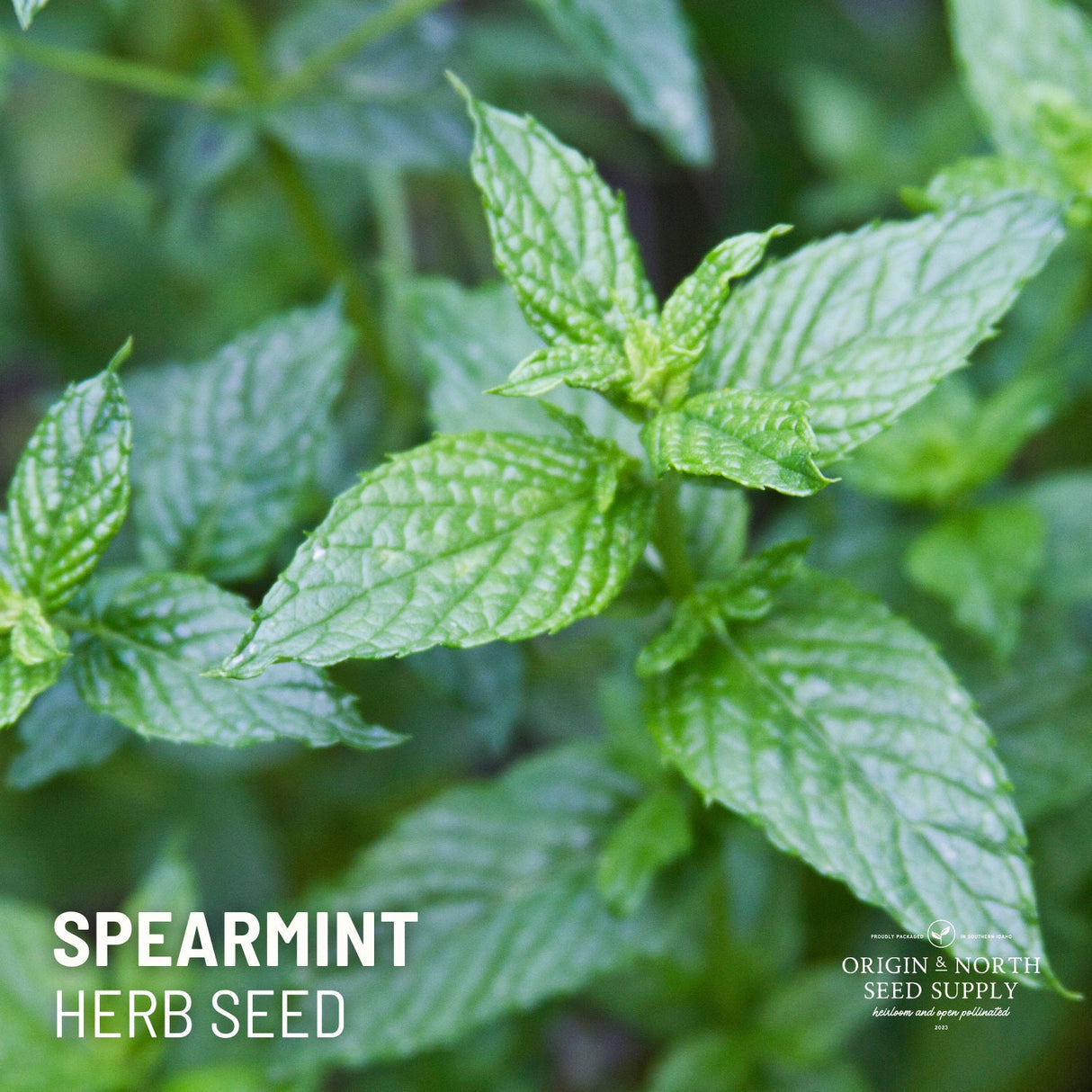 Spearmint Seeds