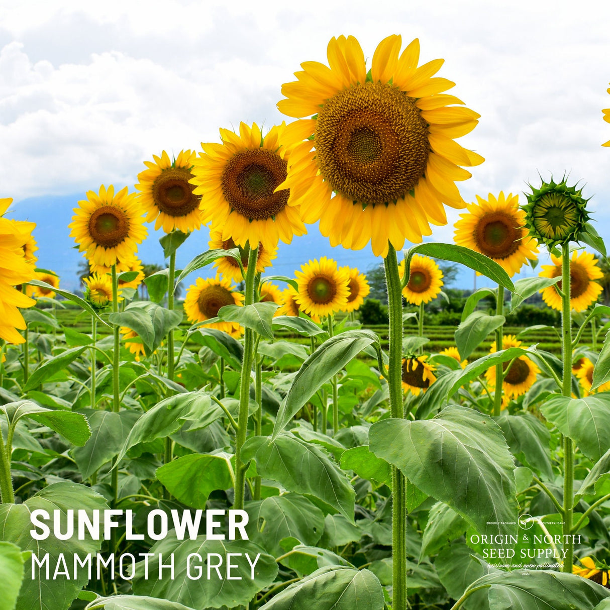 Sunflower Seeds - Mammoth Gray
