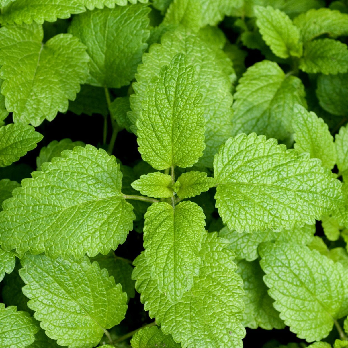 Lemon Balm Seeds