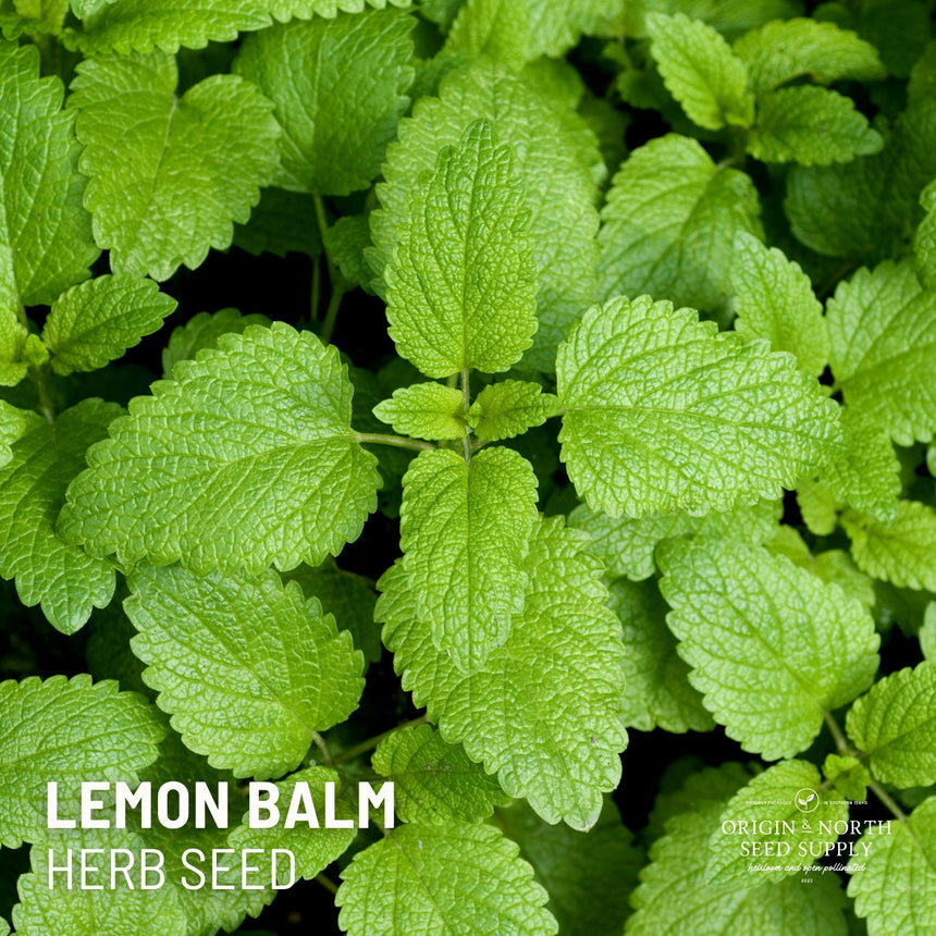 Lemon Balm x 100 Seeds