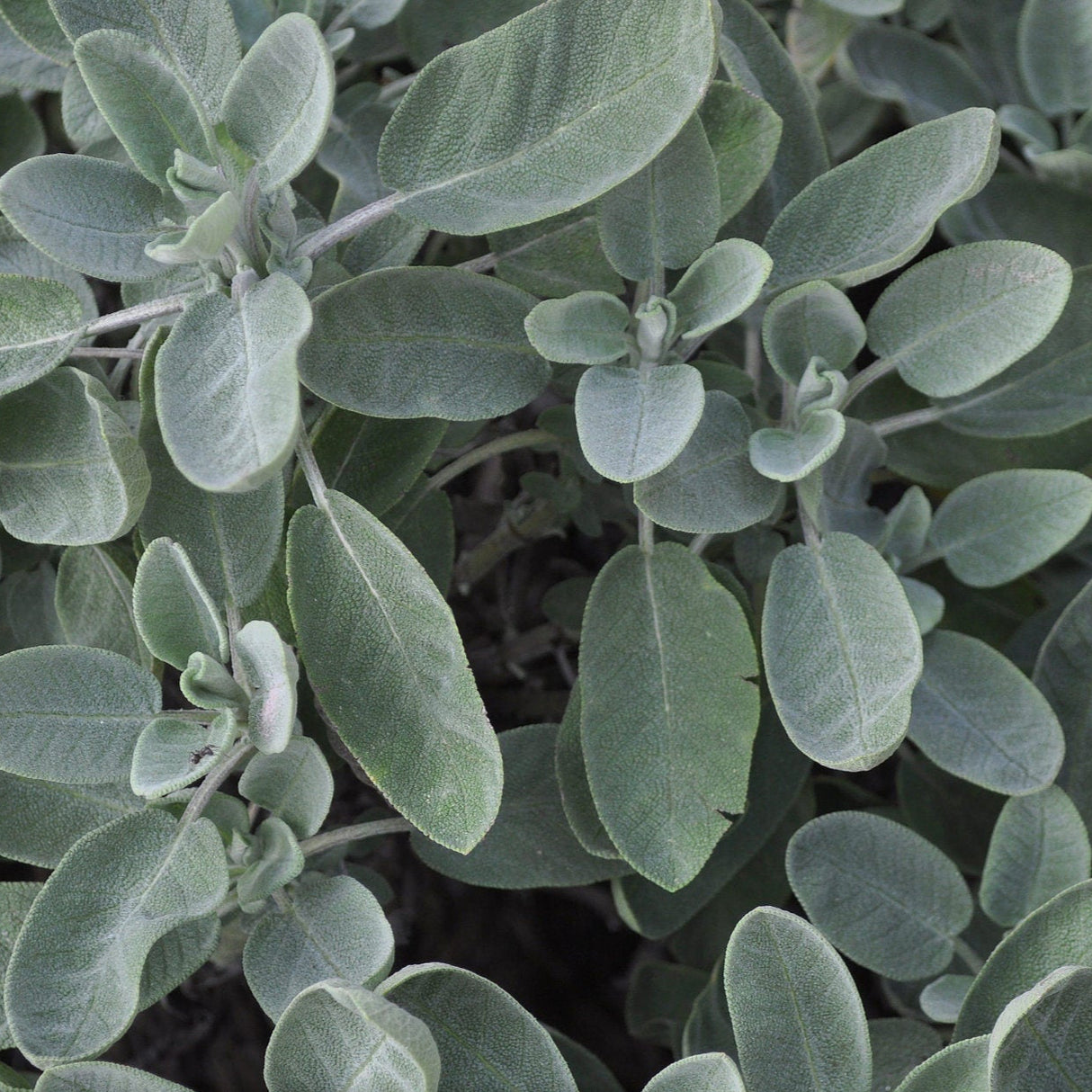 Sage Seeds - Broadleaf