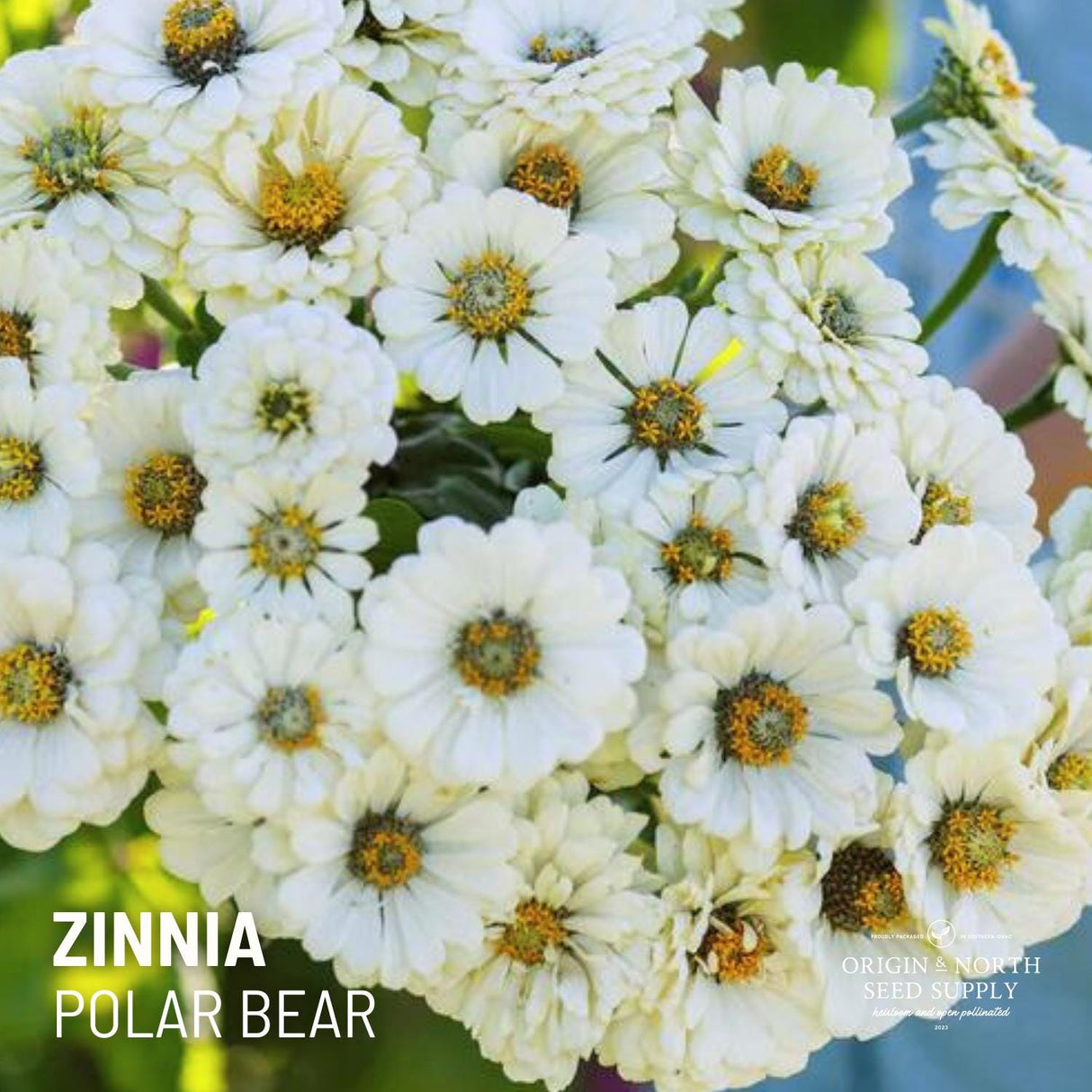 Zinnia Seeds - Polar Bear