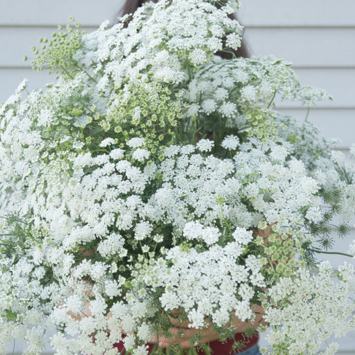 Ammi Seeds - White Dill