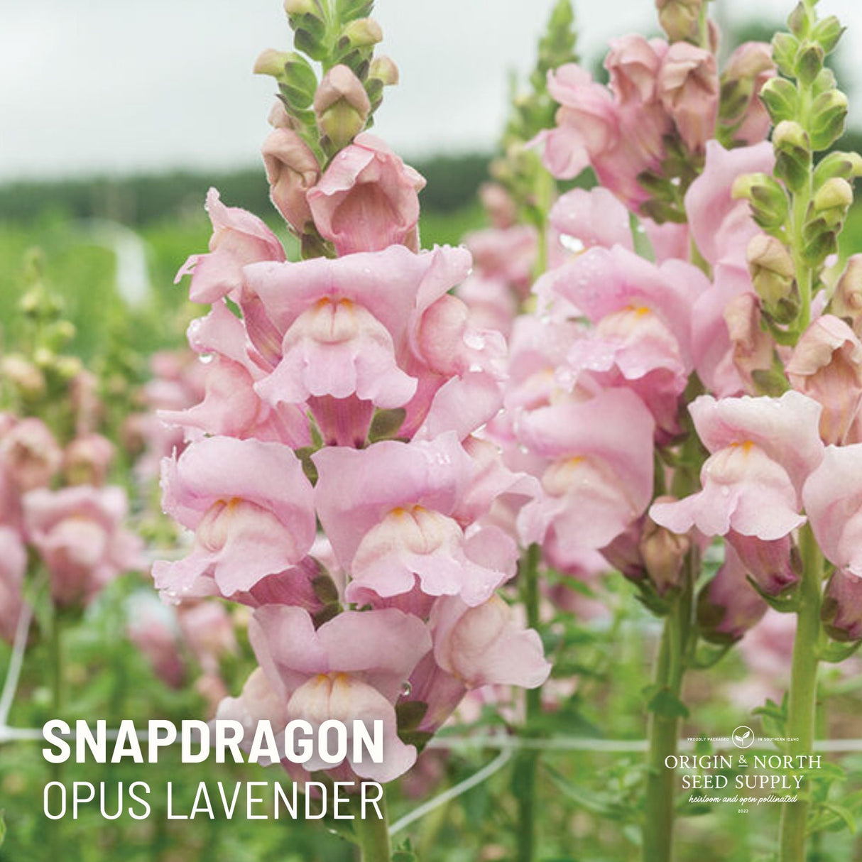 Snapdragon Seeds - Opus III Lavender