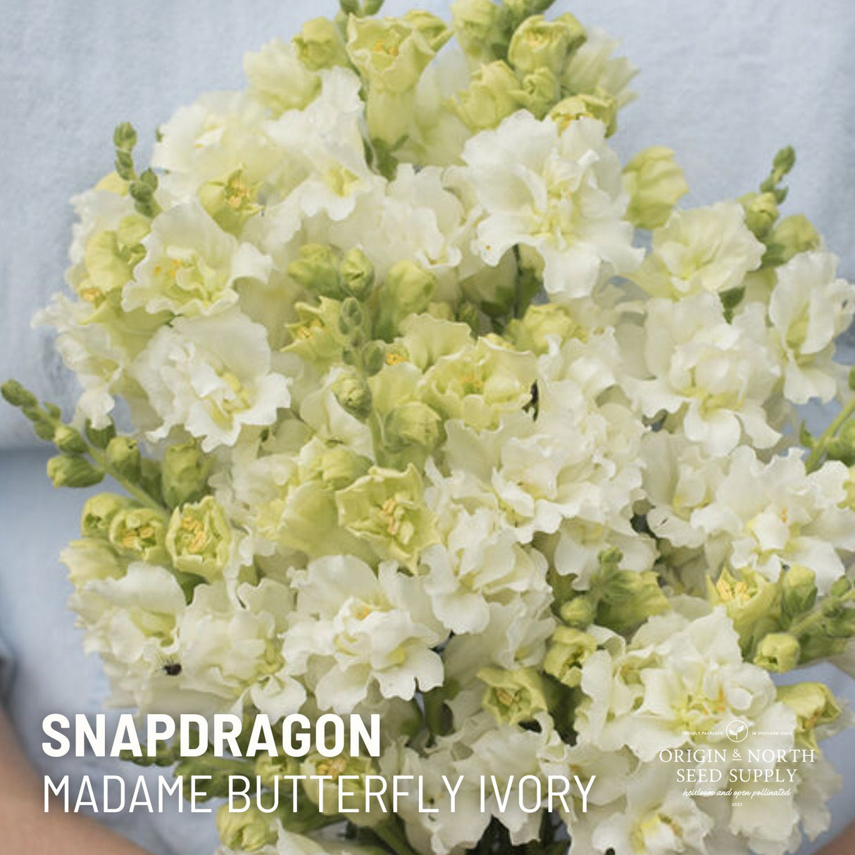Snapdragon Seeds - Madame Butterfly Ivory