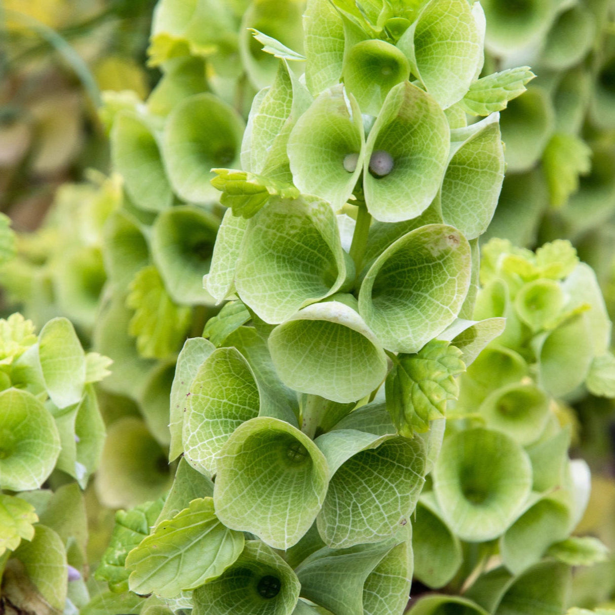 Bells of Ireland Seeds
