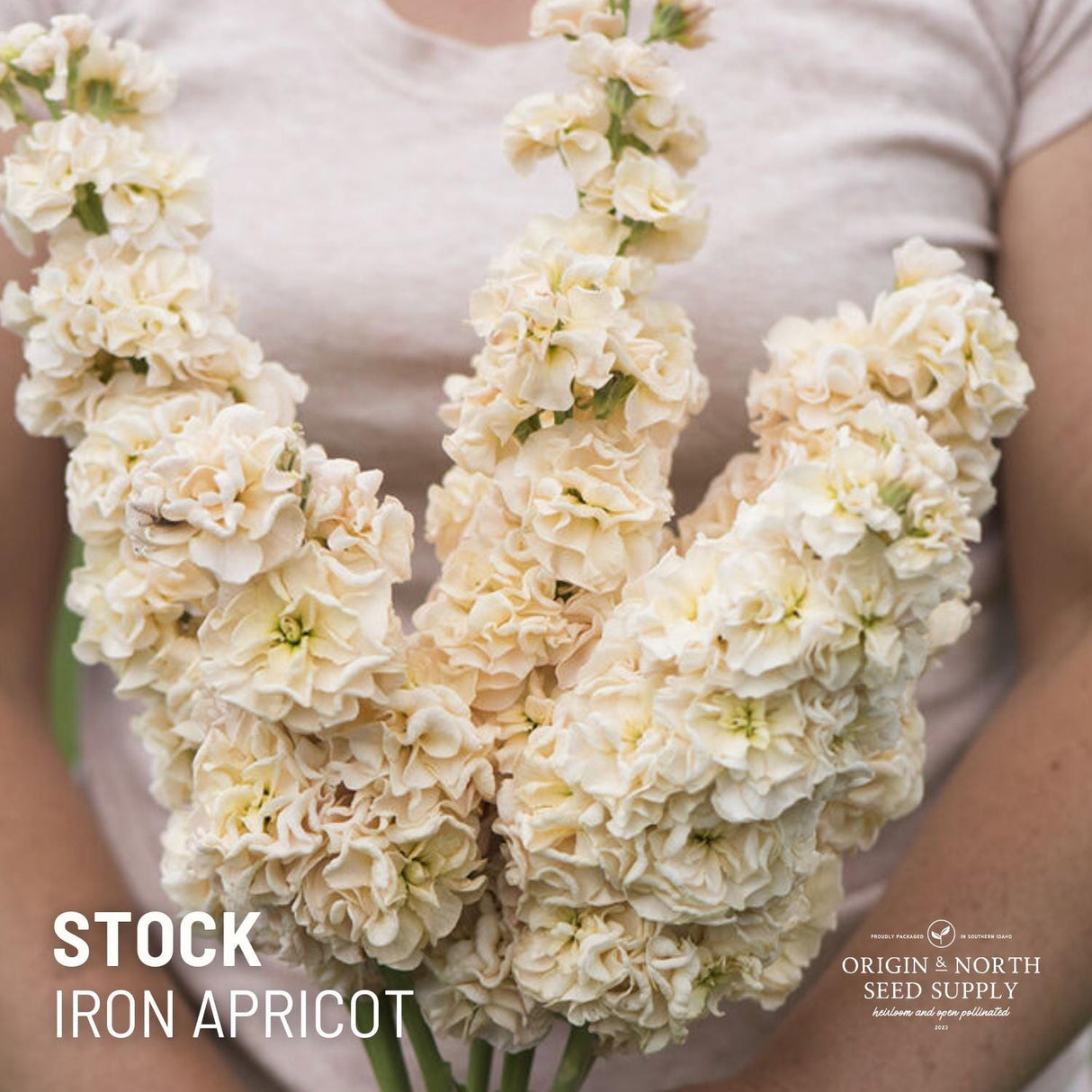 Stock Seeds - Iron Apricot