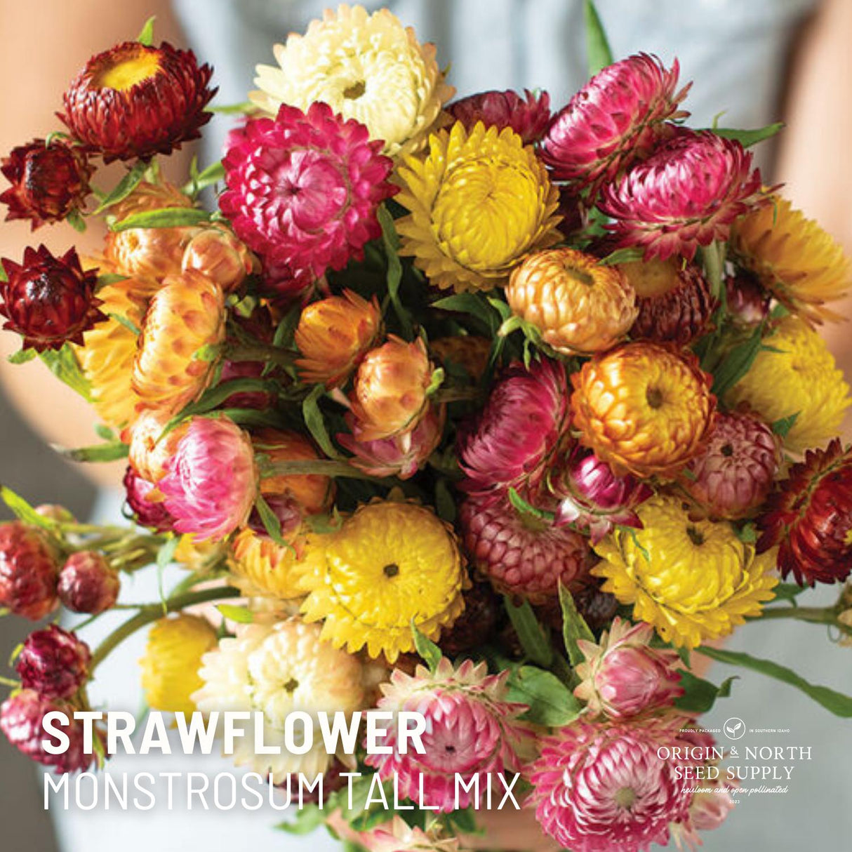 Strawflower Seeds - Monstrosum Tall Mix