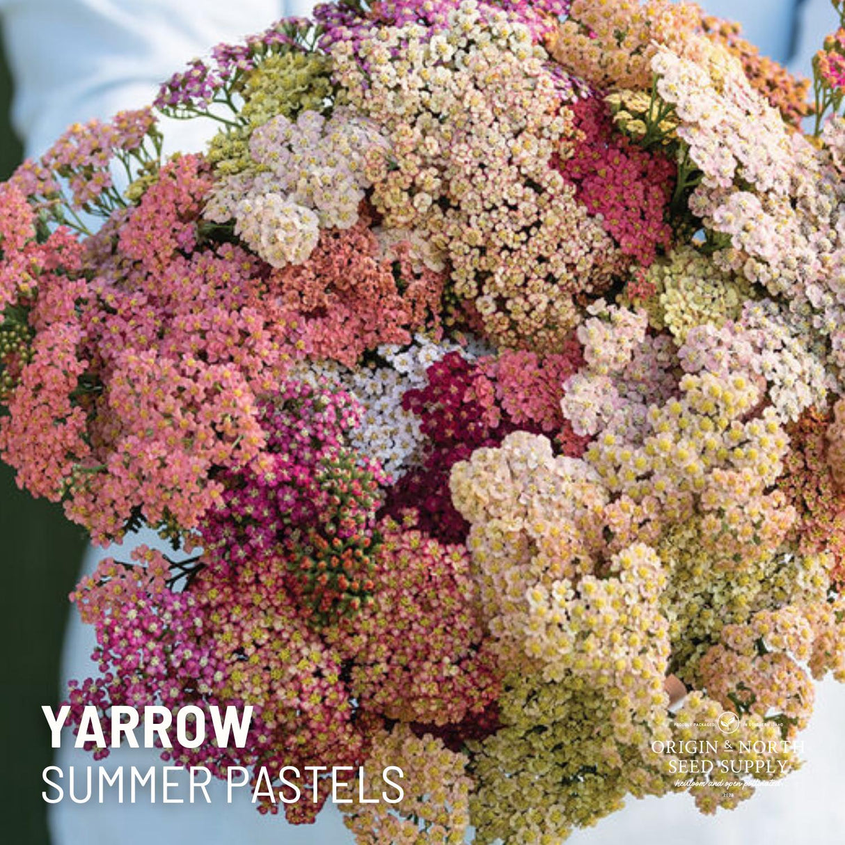Yarrow Seeds - Summer Pastels