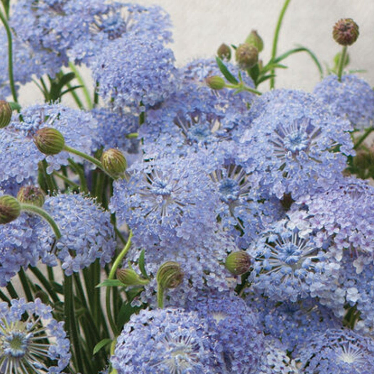 Didiscus Seeds - Lacy Lavender Blue