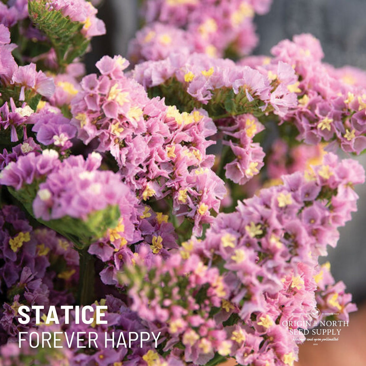 Statice Forever Happy x 50 Seeds