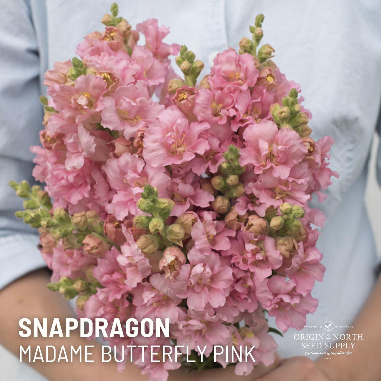 Snapdragon Seeds - Madame Butterfly Pink