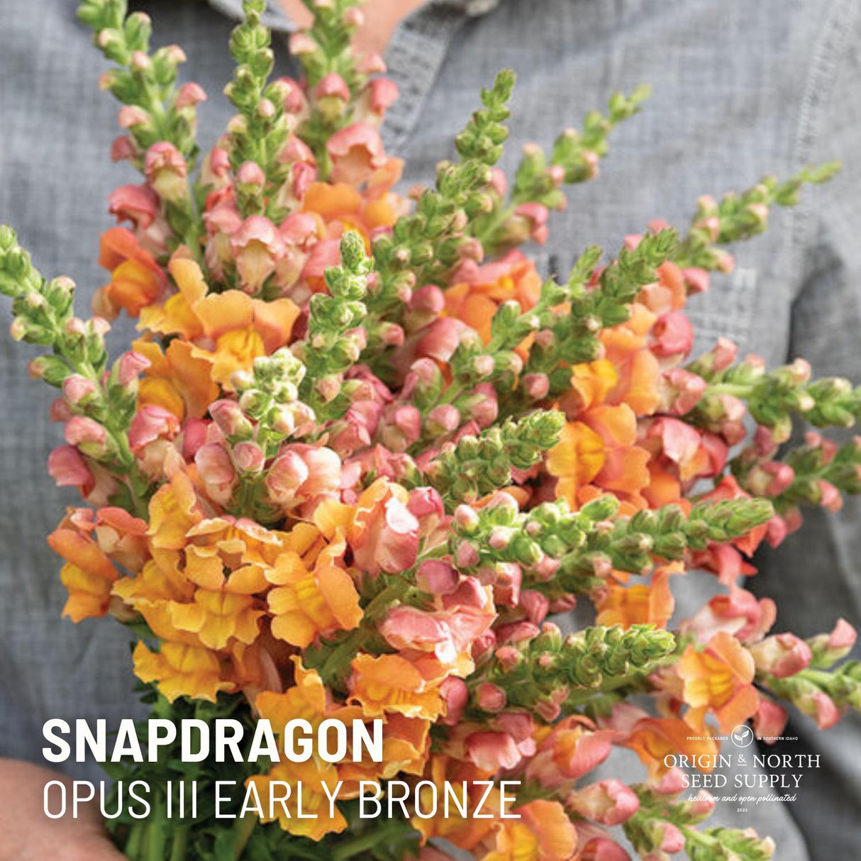 Snapdragon Seeds - Opus III Early Bronze